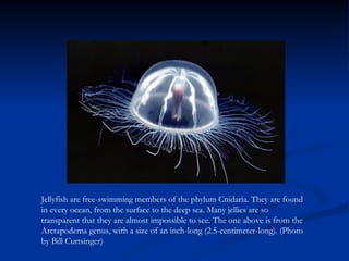 Jellyfish are free-swimming members of the phylum Cnidaria. They are found in every ocean, from the surface to the deep sea. Many jellies are so transparent that they are almost impossible to see. The one above is from the Arctapodema genus, with a size of an inch-long (2.5-centimeter-long). (Photo by Bill Curtsinger)   