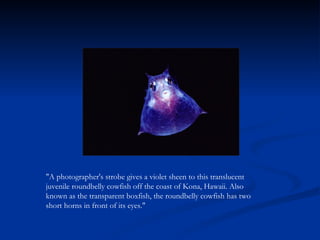 "A photographer's strobe gives a violet sheen to this translucent juvenile roundbelly cowfish off the coast of Kona, Hawaii. Also known as the transparent boxfish, the roundbelly cowfish has two short horns in front of its eyes." 