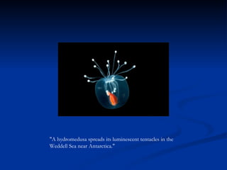 "A hydromedusa spreads its luminescent tentacles in the Weddell Sea near Antarctica." 