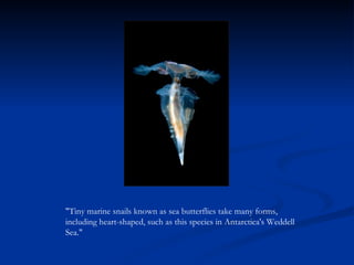 "Tiny marine snails known as sea butterflies take many forms, including heart-shaped, such as this species in Antarctica's Weddell Sea." 
