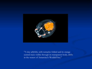 "A tiny jellyfish, with tentacles folded and its orange central mass visible through its transparent body, drifts in the waters of Antarctica's Weddell Sea." 