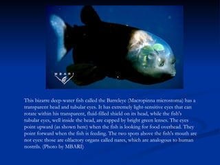 This bizarre deep-water fish called the Barreleye (Macropinna microstoma) has a transparent head and tubular eyes. It has extremely light-sensitive eyes that can rotate within his transparent, fluid-filled shield on its head, while the fish's tubular eyes, well inside the head, are capped by bright green lenses. The eyes point upward (as shown here) when the fish is looking for food overhead. They point forward when the fish is feeding. The two spots above the fish's mouth are not eyes: those are olfactory organs called nares, which are analogous to human nostrils. (Photo by MBARI) 