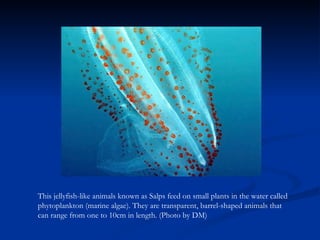 This jellyfish-like animals known as Salps feed on small plants in the water called phytoplankton (marine algae). They are transparent, barrel-shaped animals that can range from one to 10cm in length. (Photo by DM) 