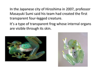 In the Japanese city of Hiroshima in 2007, professor Masayuki Sumi said his team had created the first transparent four-legged creature. It’s a type of transparent frog whose internal organs are visible through its skin. 