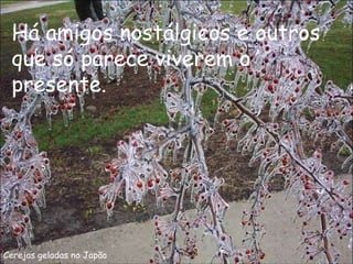 Cerejas geladas no Japão Há amigos nostálgicos e outros que só parece viverem o presente. 