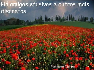 Papoilas na Toscana Há amigos efusivos e outros mais discretos. 