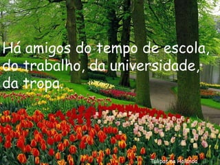 Tulipas na Holanda Há amigos do tempo de escola, do trabalho, da universidade, da tropa. 