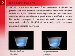 Transporte Passivo Osmose  -  (osmos= empurrar) É um fenômeno de difusão em presença de uma membrana semipermeável. Nele, duas soluções de concentrações diferentes estão separadas por uma membrana que é permeável ao solvente e praticamente insolúvel ao soluto. Há, então, passagem do solvente de onde está em maior quantidade (solução hipotônica) para onde está em menor quantidade (solução hipertônica ). Solução Hipotônica (Hemólise) Solução Hipertônica (Crenação) 