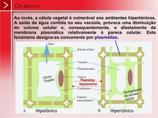 Osmose Ao invés, a célula vegetal é vulnerável aos ambientes hipertónicos. A saída da água contida no seu vacúolo, provoca uma diminuição do volume celular e, consequentemente, o afastamento da membrana plasmática relativamente à parece celular. Este fenómeno designa-se comumente por  plasmólise .                                                                                               Plasmólise Deplasmólise Célula Túrgida Desligamento da parede celular Hipotônico Hipertônico 