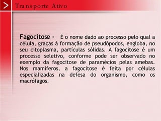 Transporte Ativo Fagocitose -   É o nome dado ao processo pelo qual a célula, graças à formação de pseudópodos, engloba, no seu citoplasma, partículas sólidas. A fagocitose é um processo seletivo, conforme pode ser observado no exemplo da fagocitose de paramécios pelas amebas. Nos mamíferos, a fagocitose é feita por células especializadas na defesa do organismo, como os macrófagos.  