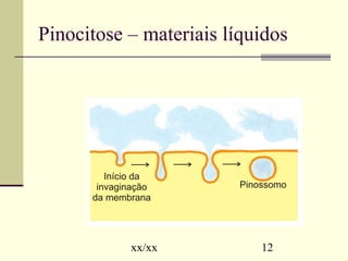 Pinocitose – materiais líquidos 
xx/xx 12 
 
