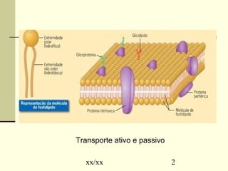Transporte ativo e passivo 
xx/xx 2 
 