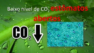 Baixo	
  nível	
  de	
  CO2	
  estômatos	
  
abertos.	
  
 