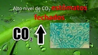 Alto	
  nível	
  de	
  CO2	
  estômatos	
  
fechados.	
  
 