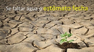 Se	
  faltar	
  água	
  o	
  estômato	
  fecha.	
  
 