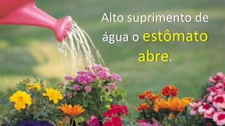 Alto	
  suprimento	
  de	
  
água	
  o	
  estômato	
  
abre.	
  
 