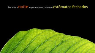 Durante	
  a	
  noite	
  esperamos	
  encontrar	
  os	
  estômatos	
  fechados.	
  
 