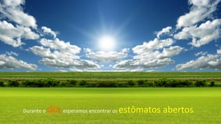 Durante	
  o	
  dia	
  esperamos	
  encontrar	
  os	
  estômatos	
  abertos.	
  
 