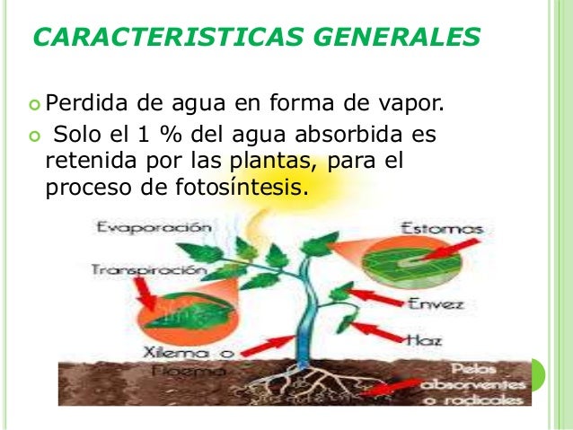 Transpiración vegetal