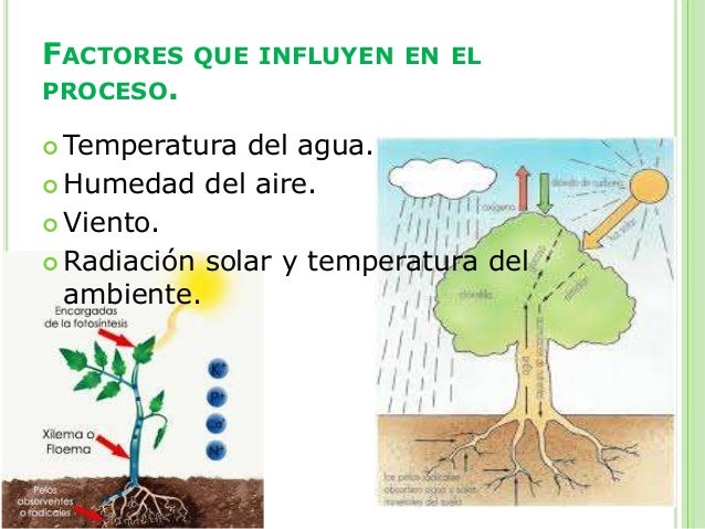 Transpiración vegetal