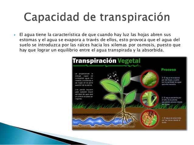 Transpiración vegetal