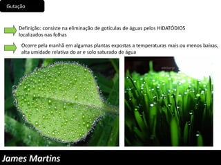 Gutação
Definição: consiste na eliminação de gotículas de águas pelos HIDATÓDIOS
localizados nas folhas
Ocorre pela manhã em algumas plantas expostas a temperaturas mais ou menos baixas,
alta umidade relativa do ar e solo saturado de água
James Martins
 