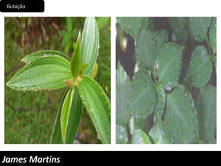 Gutação
James Martins
 