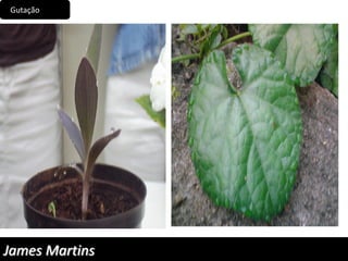Gutação
James Martins
 