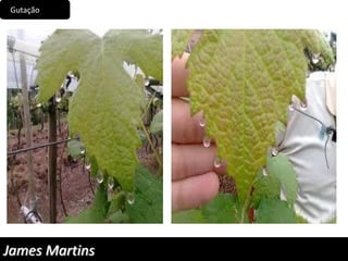 Gutação
James Martins
 