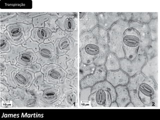 Transpiração
James Martins
 