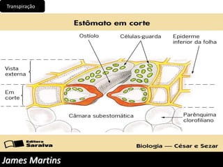 Transpiração
James Martins
 