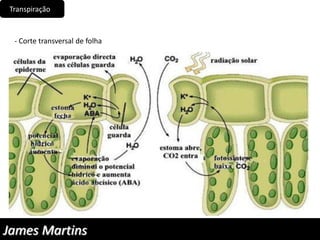 Transpiração
- Corte transversal de folha
James Martins
 