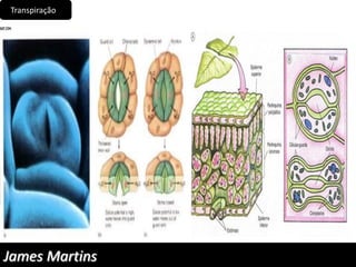Transpiração
James Martins
 
