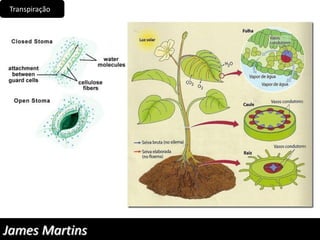 Transpiração
James Martins
 