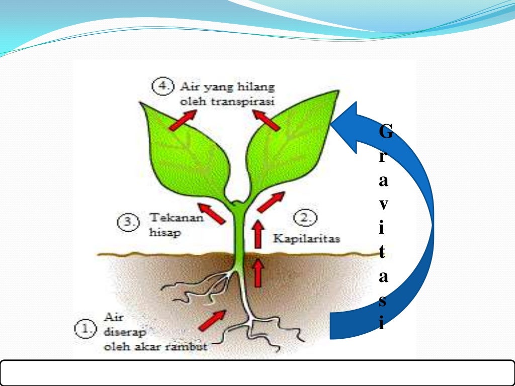 Transpirasi tumbuhan melalui stomata