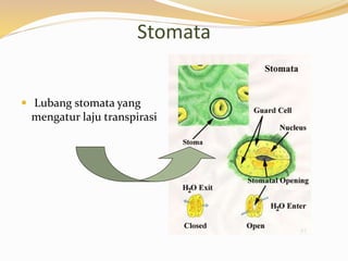 Stomata
 Lubang stomata yang
mengatur laju transpirasi
 