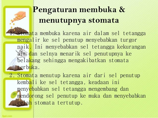 Transpirasi & stomata
