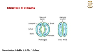 Structure of stomata
Transpiration, Dr.Rekha K, St.Mary’s College
 
