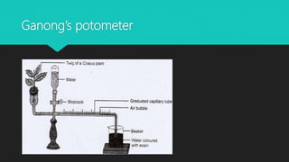 Ganong’s potometer
 
