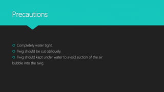 Precautions
 Completely water tight.
 Twig should be cut obliquely.
 Twig should kept under water to avoid suction of the air
bubble into the twig.
 