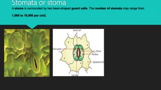 Stomata or stoma
A stoma is surrounded by two bean-shaped guard cells. The number of stomata may range from
1,000 to 10,000 per cm2.
 
