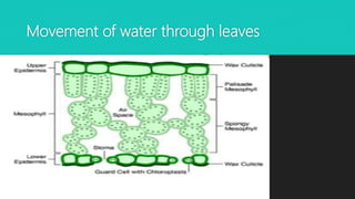 Movement of water through leaves
 