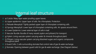 Internal leaf structure
 a) Cuticle: Waxy layer water proofing upper leaves.
 b) Upper epidermis: Upper layer of cells. No chloroplasts. Protection.
 c) Palisade Mesophyll: Tightly packed upper layer of chloroplast containing cells.
 d) Spongy Mesophyll: Lower layer of chloroplast containing cells. Air spaces around them.
 e) Lower Epidermis: Lower external layer of cells in leaf.
 f) Vascular Bundle: Bundle of many vessels (xylem and phloem) for transport.
 g) Xylem: Living vascular system carrying water & minerals throughout plant.
 h) Phloem: Living vascular system carrying dissolved sugars and organic compounds
throughout plant.
 i) Guard Cells: 2 cells surrounding stomata that control rate of gas & water exchange.
 j) Stomata: Opening between guard cells for gas & water exchange. (See Diagram below.)
 