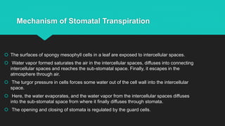 Mechanism of Stomatal Transpiration
 The surfaces of spongy mesophyll cells in a leaf are exposed to intercellular spaces.
 Water vapor formed saturates the air in the intercellular spaces, diffuses into connecting
intercellular spaces and reaches the sub-stomatal space. Finally, it escapes in the
atmosphere through air.
 The turgor pressure in cells forces some water out of the cell wall into the intercellular
space.
 Here, the water evaporates, and the water vapor from the intercellular spaces diffuses
into the sub-stomatal space from where it finally diffuses through stomata.
 The opening and closing of stomata is regulated by the guard cells.
 