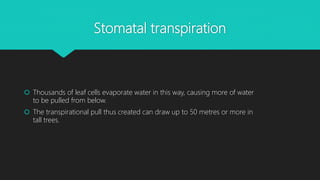 Stomatal transpiration
 Thousands of leaf cells evaporate water in this way, causing more of water
to be pulled from below.
 The transpirational pull thus created can draw up to 50 metres or more in
tall trees.
 