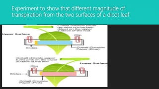Experiment to show that different magnitude of
transpiration from the two surfaces of a dicot leaf
 