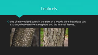 Lenticels
 one of many raised pores in the stem of a woody plant that allows gas
exchange between the atmosphere and the internal tissues.
 