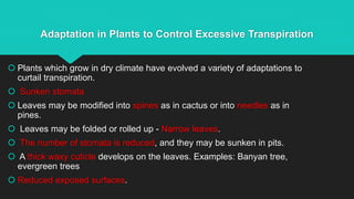 Adaptation in Plants to Control Excessive Transpiration
 Plants which grow in dry climate have evolved a variety of adaptations to
curtail transpiration.
 Sunken stomata
 Leaves may be modified into spines as in cactus or into needles as in
pines.
 Leaves may be folded or rolled up - Narrow leaves.
 The number of stomata is reduced, and they may be sunken in pits.
 A thick waxy cuticle develops on the leaves. Examples: Banyan tree,
evergreen trees
 Reduced exposed surfaces.
 
