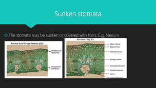 Sunken stomata
 The stomata may be sunken or covered with hairs. E.g. Nerium
 