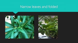 Narrow leaves and folded
 